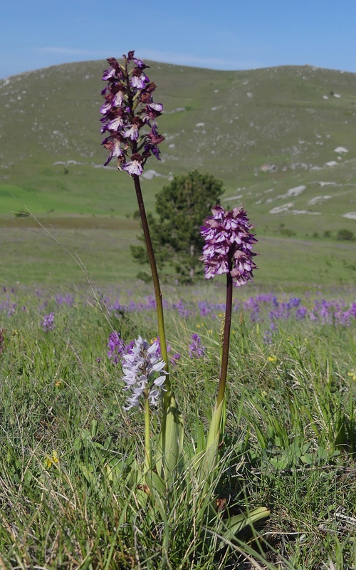 Orchis militaris, Orchis purpurea, Orchis x hybrida  Preappennino aquilano -  2022.